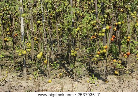 Sick Tomatoes In The Garden, The Vegetables Infected With Late B