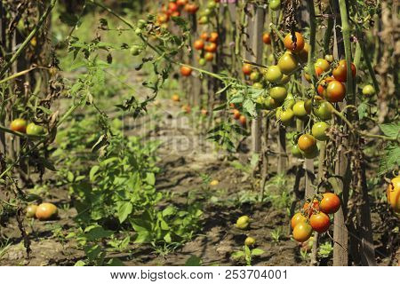 Sick Tomatoes In The Garden, The Vegetables Infected With Late B