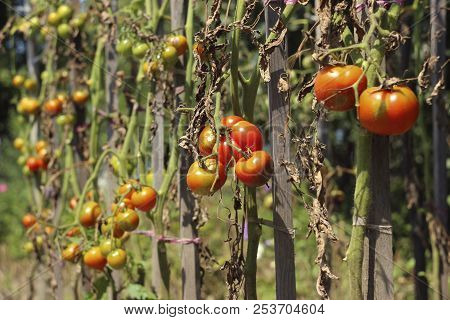 Sick Tomatoes In The Garden, The Vegetables Infected With Late B