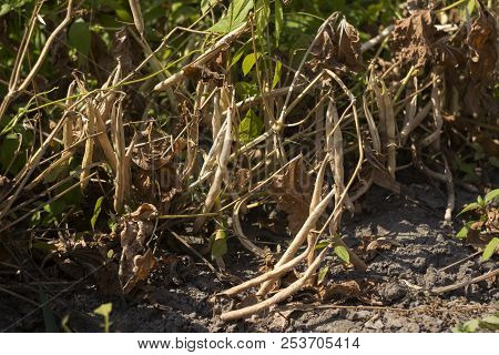 Dry, Ripe Beans Grow In The Garden, Long Beans, Food