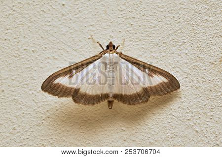 Cydalima Persepctalis Known As The Box Tree Moth