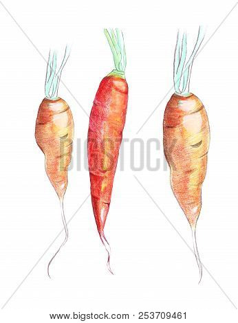 Color Pencil Hand Drawing Carrots With Leaves In The Form Of A Sketch