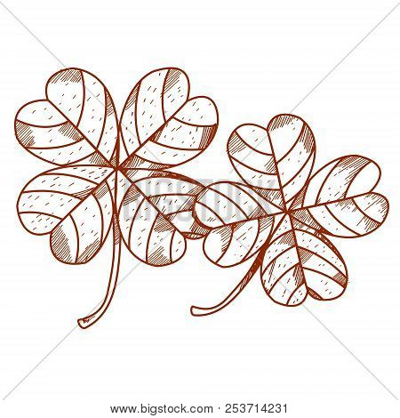 Four-leaf Clover. Outline Vector Illustration Isolated On White Background.