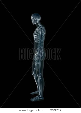 Xray เอกซเรย์ของร่างกายมนุษย์เพศชาย