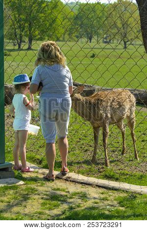 Khust, Ukraine - April 28, 2018. A Little Girl Feeds A Young Deer In A Zoo In The Summer During The 
