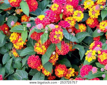 Branches With Colored Flowers In Spring In The Park Garden