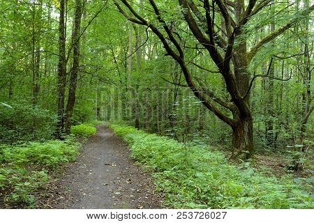 Deciduous Forest At Summer Day In The Karelian Isthmus, Russia.