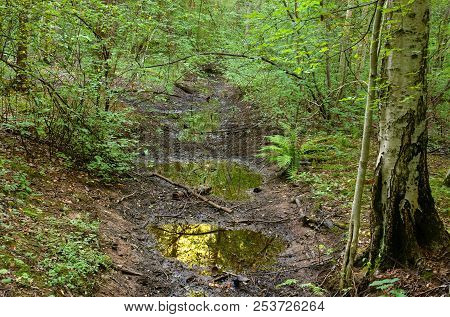 Deciduous Forest At Summer Day In The Karelian Isthmus, Russia.