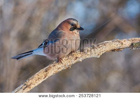 Eurasian Jay (garrulus Glandarius) Flew For Food At The Bird Feeder And Sits On A Branch.