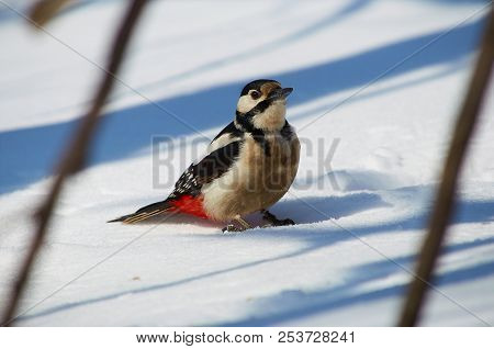 Great Spotted Woodpecker (dendrocopos Major) Sits On The Snow, Arriving For The Meal On A Bird Feede