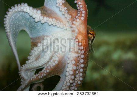 Detail View Of A Big Octopus (octopoda)