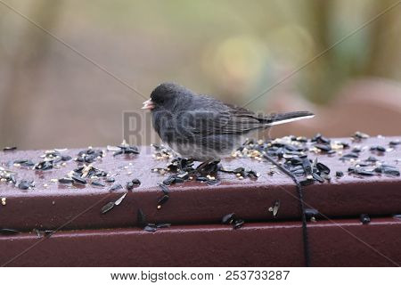 Dark-eyed Junco Eating Birdseed On A Backyard Deck Porch