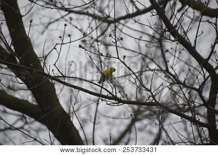American Goldfinch Chordata Black And Yellow Perched On A Tree Branch Limb