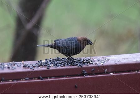 Male Cowbird Eating Birdseed On A Backyard Deck Porch