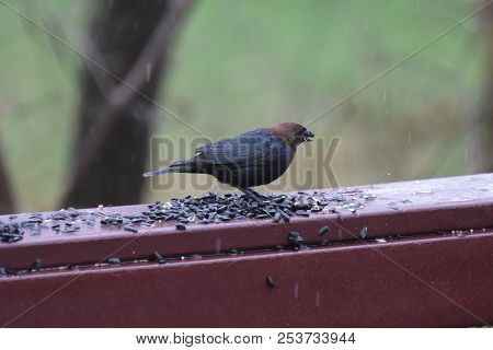 Male Cowbird Eating Birdseed On A Backyard Deck Porch