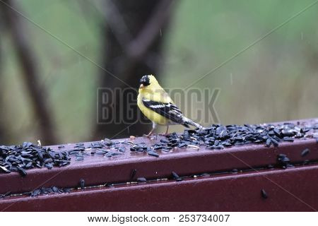 American Goldfinch Chordata Black And Yellow Eating Birdseed Sunflower Seed In A Back Porch Deck
