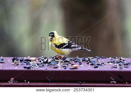 American Goldfinch Chordata Black And Yellow Eating Birdseed Sunflower Seed In A Back Porch Deck
