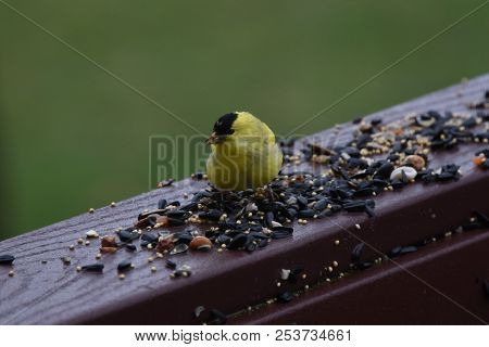 American Goldfinch Chordata Black And Yellow Eating Birdseed Sunflower Seed In A Back Porch Deck