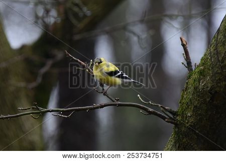 American Goldfinch Chordata Black And Yellow Perched On A Tree Branch Limb