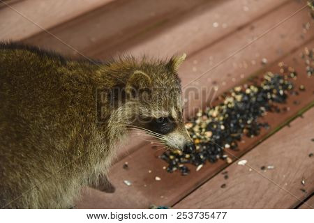 Raccoon Procyon Lotor Eating Birdseed Sunflower Seed On Back Porch Deck Wild Animal Brown Fur
