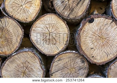 Top View Of Big Old Circular Soft Brown Vintage Crackled Wooden Tree Stumps Cut In Section For Backg