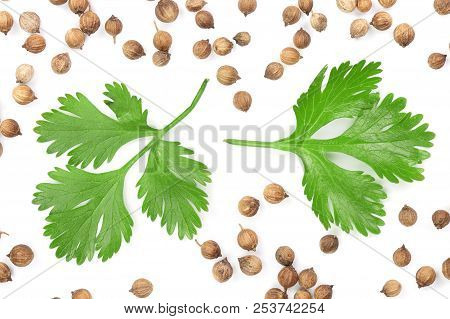 Coriander Seed And Leaves Isolated On White Background. Top View. Flat Lay Pattern