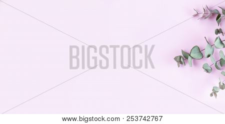 Green Floral Composition With Silver Dollar Eucalyptus On Pink Plain Background. Healing Herbs For C