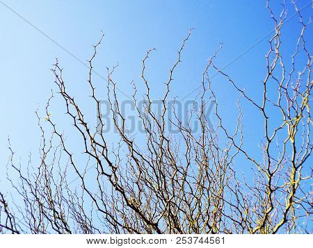 Tree Branches With Colored Flowers In Spring In The Park Garden