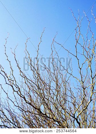 Tree Branches With Colored Flowers In Spring In The Park Garden