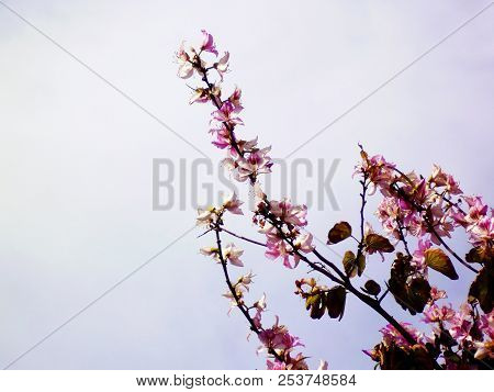 Tree Branches With Colored Flowers In Spring In The Park Garden