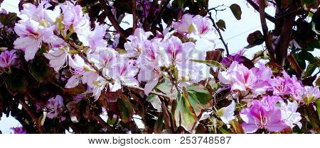 Branches With Colored Flowers In Spring In The Park Garden