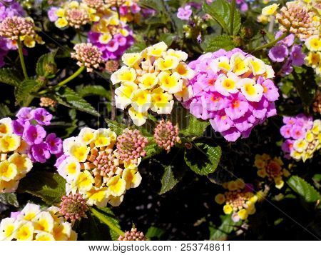 Branches With Colored Flowers In Spring In The Park Garden
