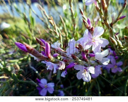 Branches With Colored Flowers In Spring In The Park Garden