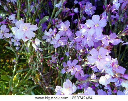 Branches With Colored Flowers In Spring In The Park Garden