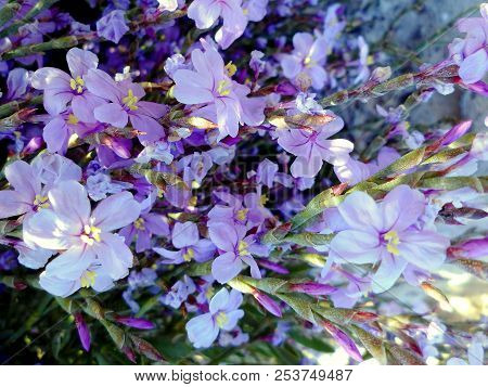 Branches With Colored Flowers In Spring In The Park Garden