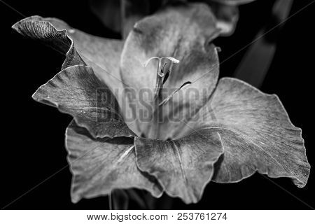 Sword Lily ( Gladiolus) Close Up Shot On Black Background In Black And White.