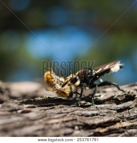 Closeup View Of A European Hornet (vespa Crabro) Holding Prey, Wild Bee, On A Pine Tree Trunk On A S