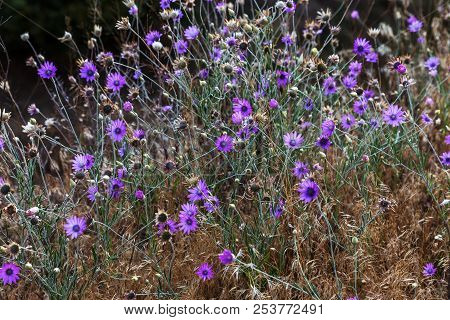 Pink And Purple Flowers Immortelle (xeranthemum Annuum) In The Garden. Cute Little Purple Flowers. T