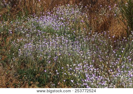 Pink And Purple Flowers Immortelle (xeranthemum Annuum) In The Garden. Cute Little Purple Flowers. T