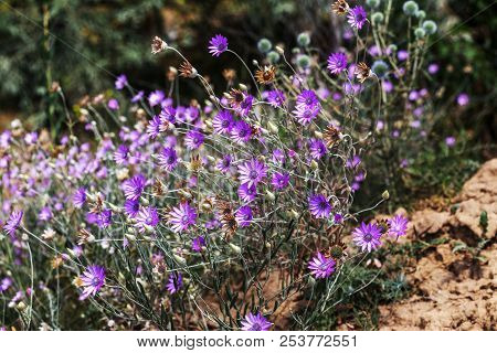 Pink And Purple Flowers Immortelle (xeranthemum Annuum) In The Garden. Cute Little Purple Flowers. T