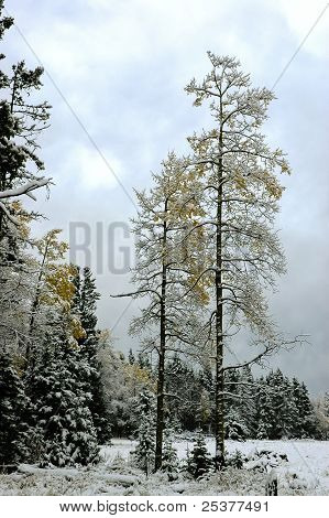 Aspens ในหิมะ