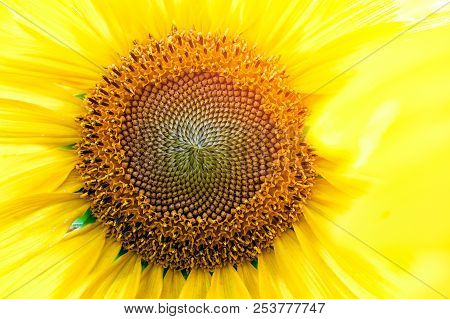 A Wasp Flies Near A Sunflower, A Close-up Of One Young Bright Yellow Sunflower On A Sunflower Field 