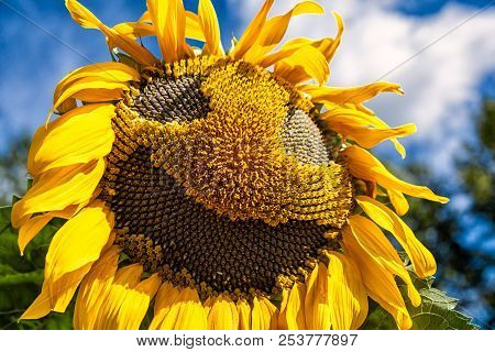 A Wasp Flies Near A Sunflower, A Close-up Of One Young Bright Yellow Sunflower On A Sunflower Field 