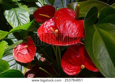 Anthurium Andraeanum Red Flowers In The Garden.flamingo Lily,tailflower,laceleaf, Heart-shaped Flowe