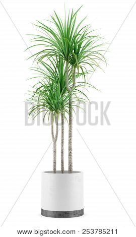 Potted Dracena Palnt Isolated On White Background. 3d Illustration