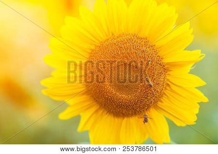 A Close-up Of One Young Bright Yellow Sunflower On A Sunflower Field In A Warm Sunny Day, The Backgr