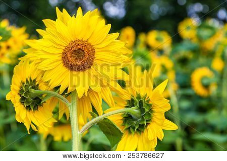 A Close-up Of One Young Bright Yellow Sunflower On A Sunflower Field In A Warm Sunny Day, The Backgr