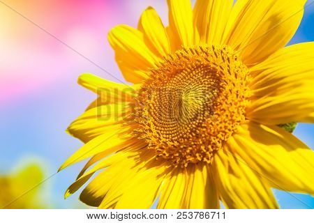 A Close-up Of One Young Bright Yellow Sunflower On A Sunflower Field In A Warm Sunny Day, The Backgr