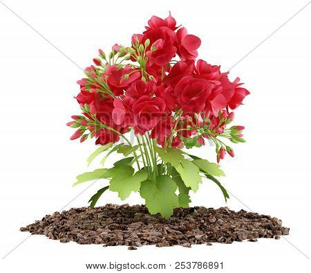 Red Geranium Flowers Isolated On White Background. 3d Illustration