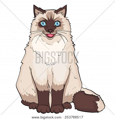 Isolated Object On White Background. Pet. Siamese Cat Or Siberian Color Neva Masquerade. Vector